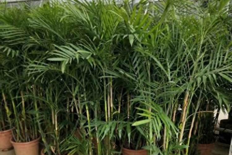 散尾葵浇什么肥料合适