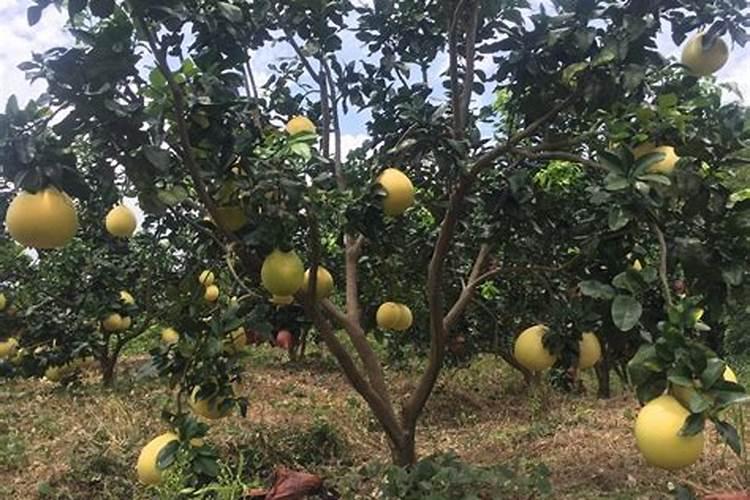 柚子生长期用哪种肥料合适？柚子上色用调色师叶面肥!