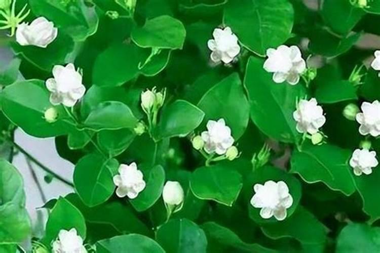 阳台种生姜的步骤是什么