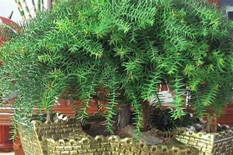 澳洲杉怎么施肥