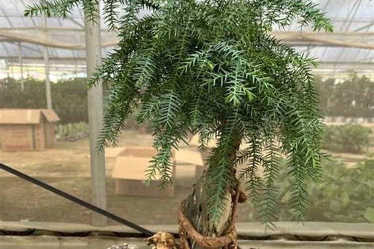 澳洲杉用什么肥