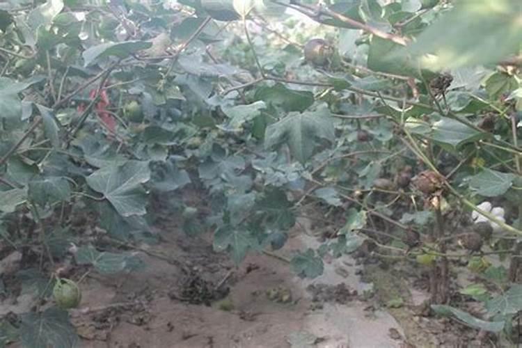 化肥保质期一般是多久