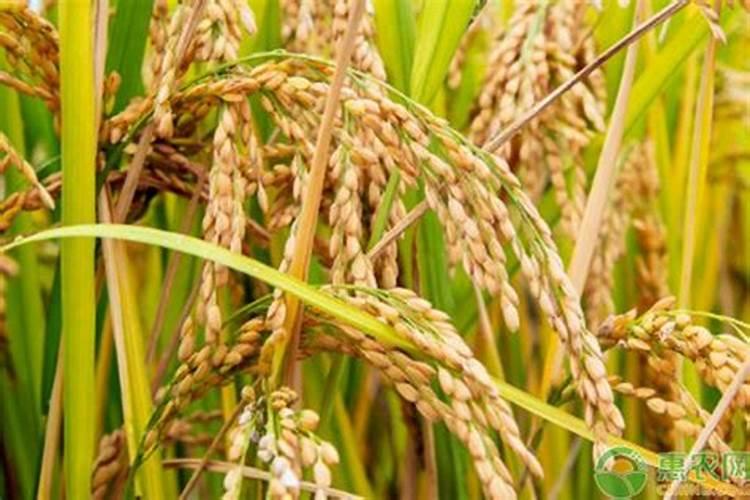 小麦追肥一亩地多少个氮肥就够用