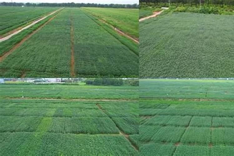 黄豆施什么肥比较好