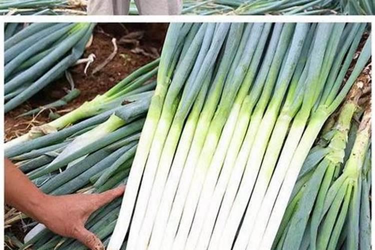 大葱栽种后什么时候施肥