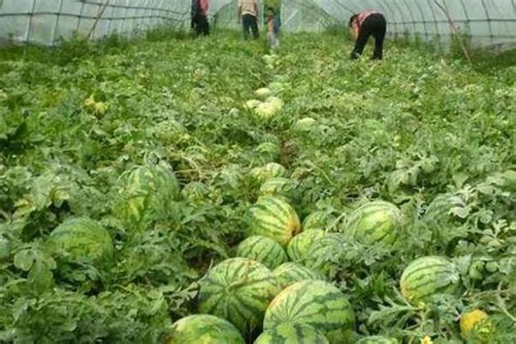 西红柿防裂剂哪个牌子效果好