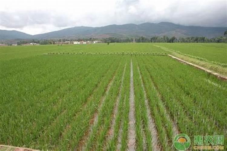 稻田施钾肥可以么？