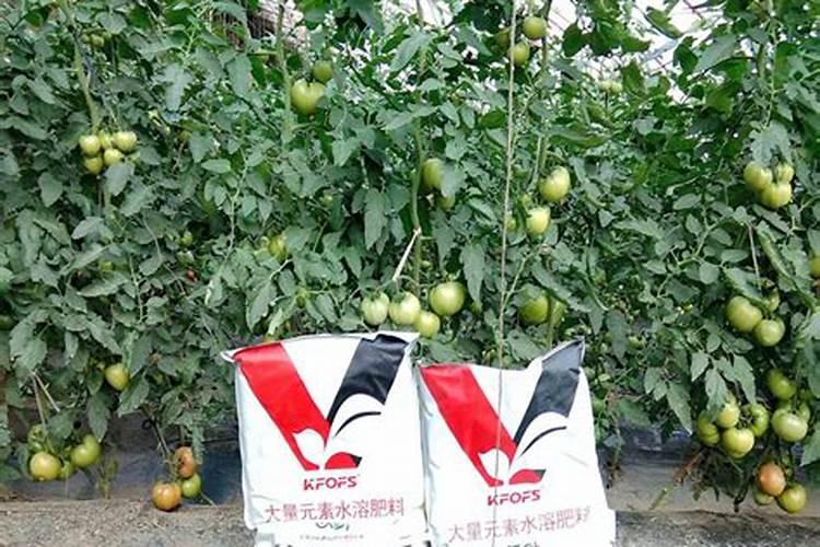 水稻施磷肥有什么作用