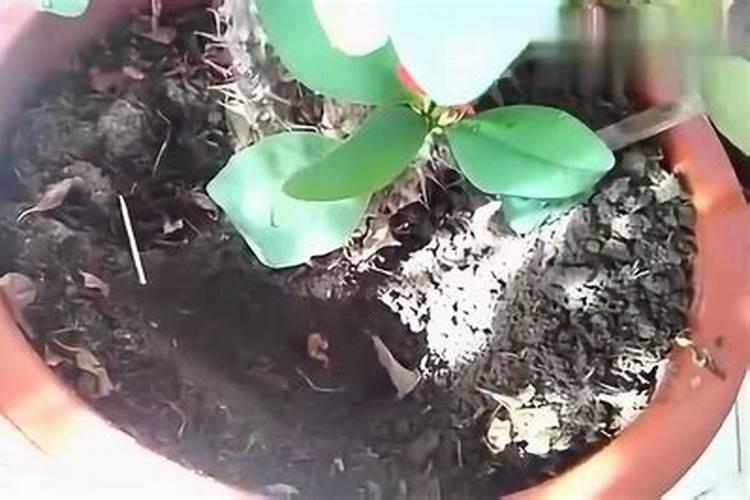 米兰花不长叶子怎么办,追施氮肥增温养护