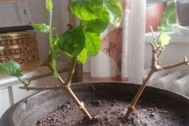 水溶肥什么品牌好？