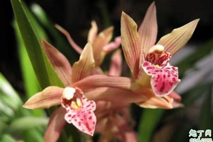 墨兰用什么肥料最好