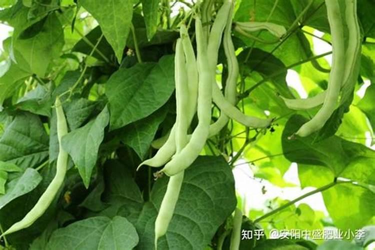 四季豆出苗后可以施菜枯粉吗？
