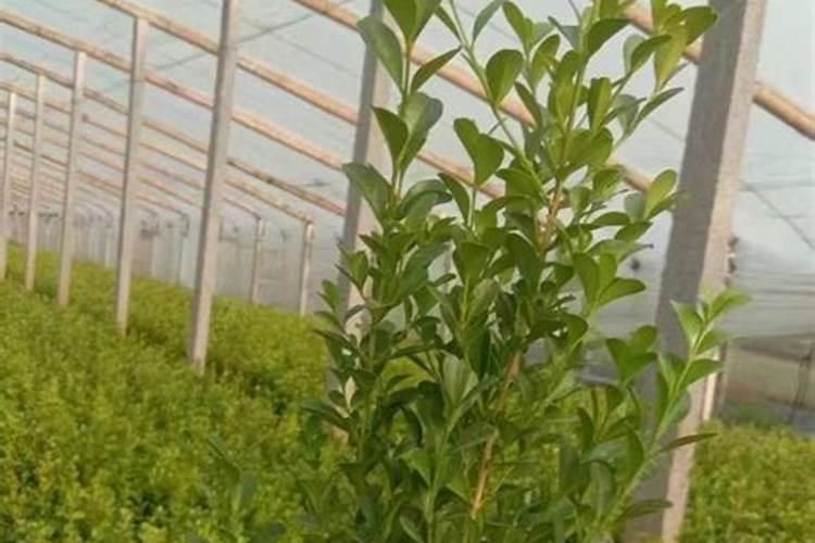 瓜子黄杨小苗怎么栽培 瓜子黄杨如何栽种