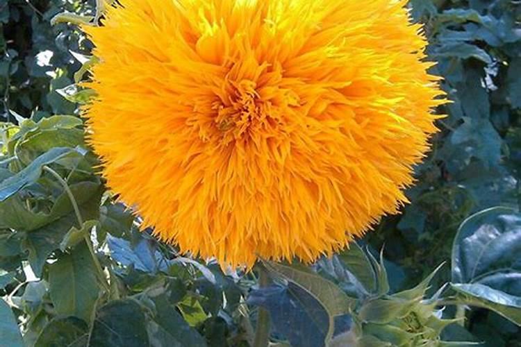 红高粱什么时候成熟