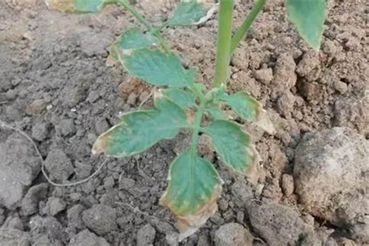 西红柿需要什么肥才能长得大,出现肥害如何解救