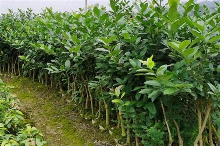 柠檬树施多少肥料好