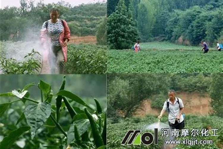 西葫芦高产使用鱼蛋白肥好不好