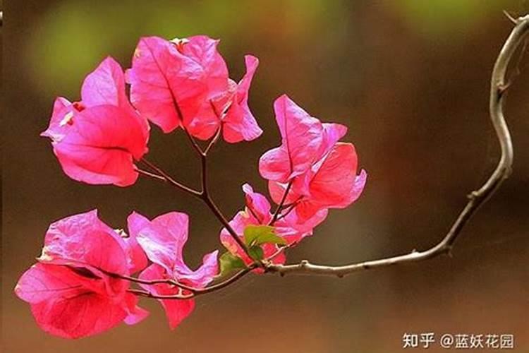盆栽百合需要什么肥料