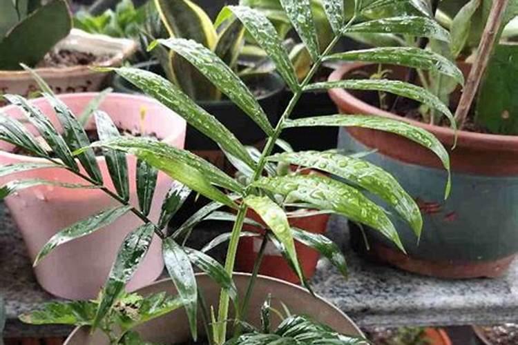 绿萝能施磷肥复合肥和尿素吗