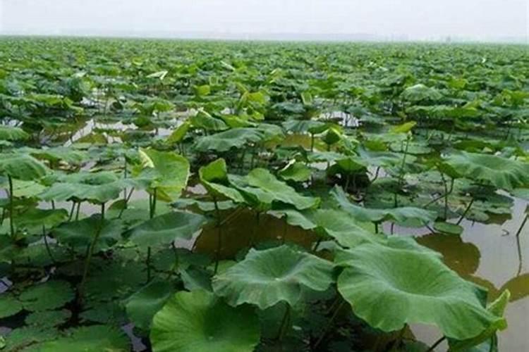 茭白为水生植物,为什么会有农药残留