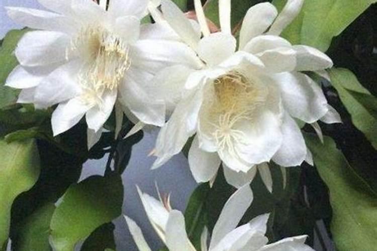 哪家海藻酸水溶肥好