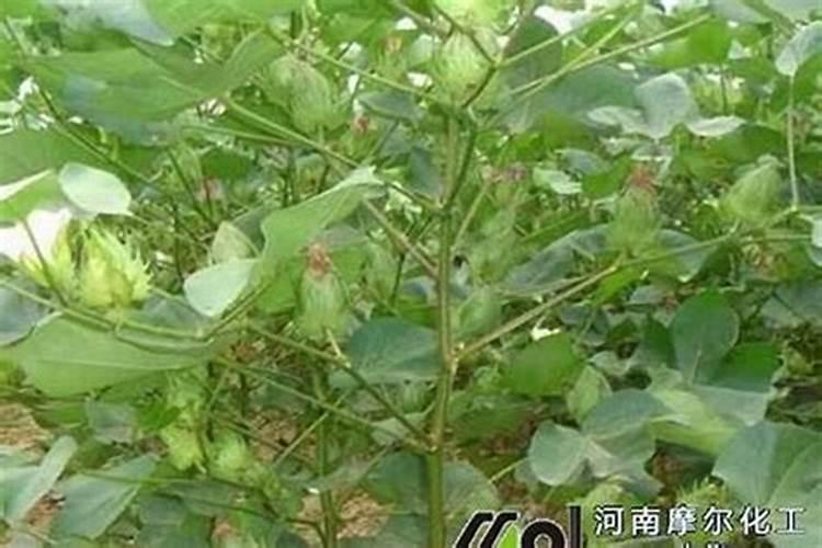 微量元素肥料都是什么？