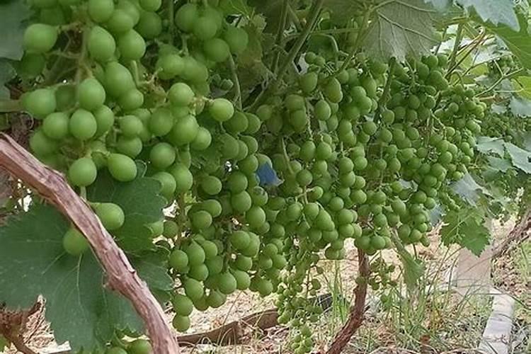 葡萄果粒长不大怎么办