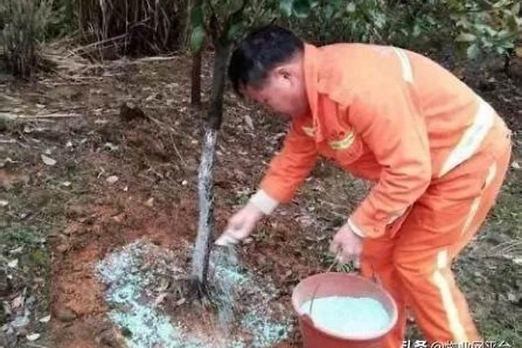 现在施肥是施水溶肥好还是复合肥好,肥料的含量应该选怎样的含量比例来好...