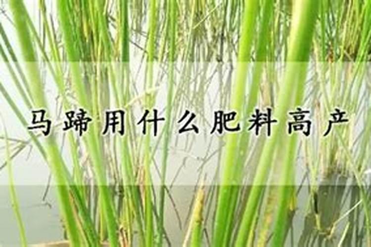 马蹄用什么肥料最大个
