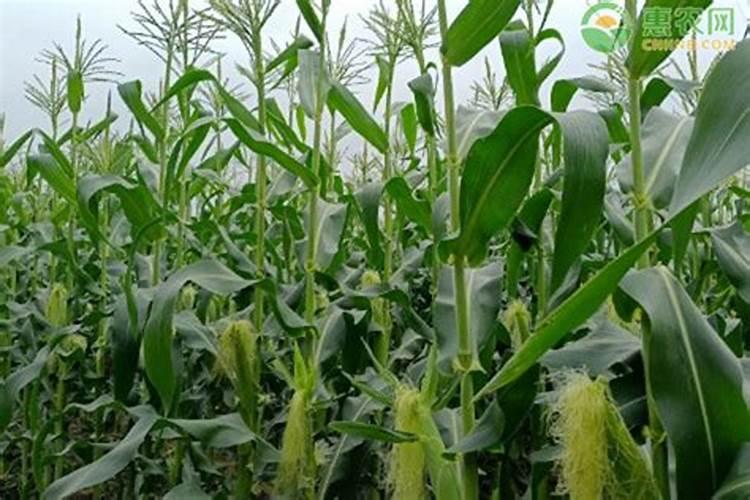 玉米开花结果时需要施什么肥