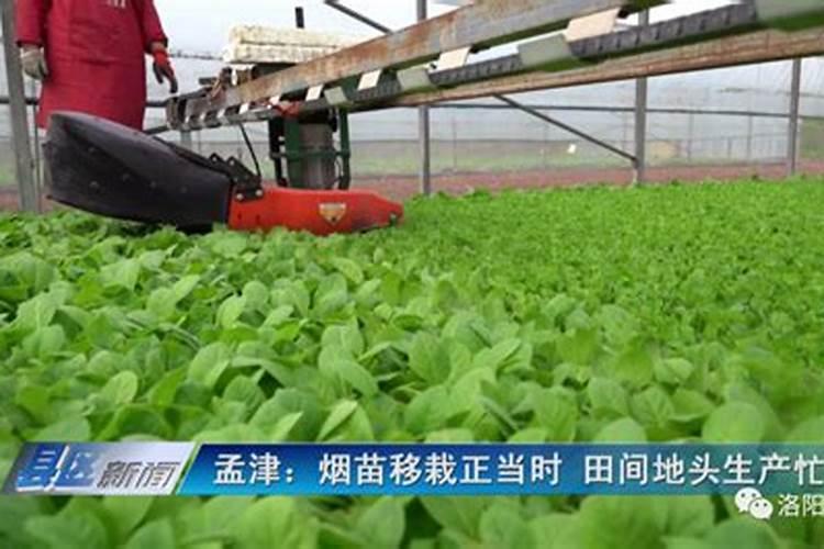 怎样种植烤烟产量高