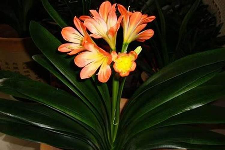 藤本月季怎么施肥