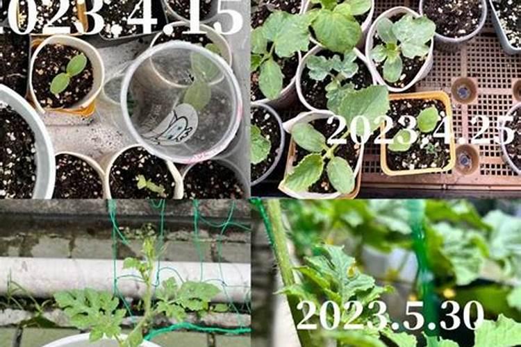 西瓜开花期用什么肥料