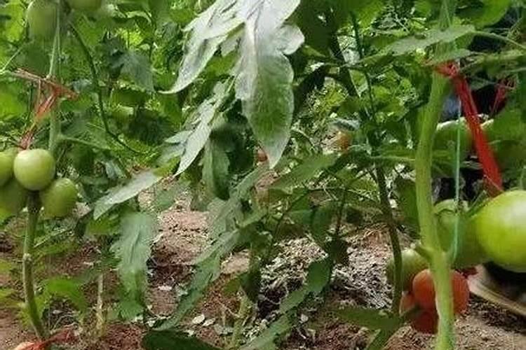 越夏冷棚西红柿全程浇水施肥方案