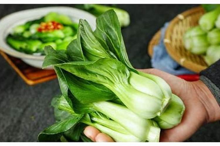 我种的青菜为什么会发黄