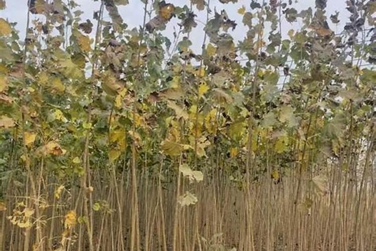 杨树快速增粗新方法 怎样让杨树快长粗