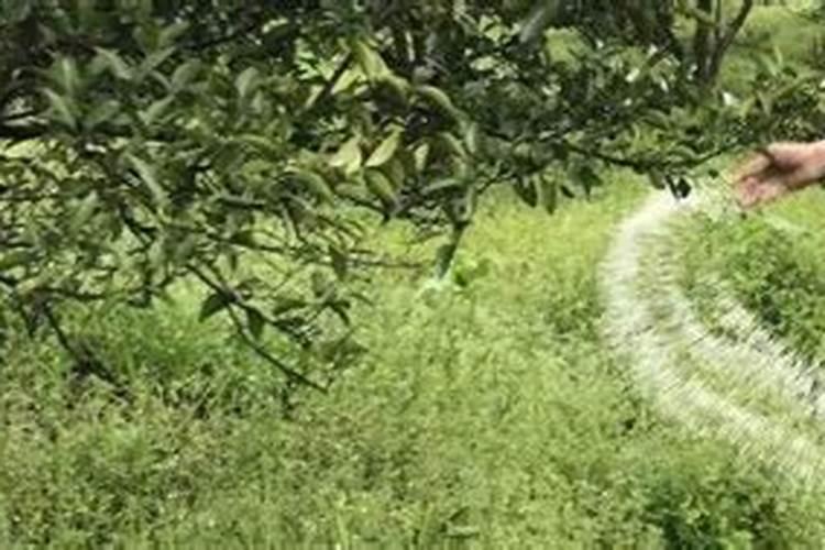 绿颖什么情况下不能用