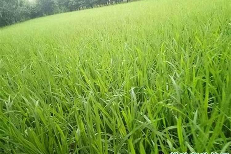 小麦多上磷肥好吗