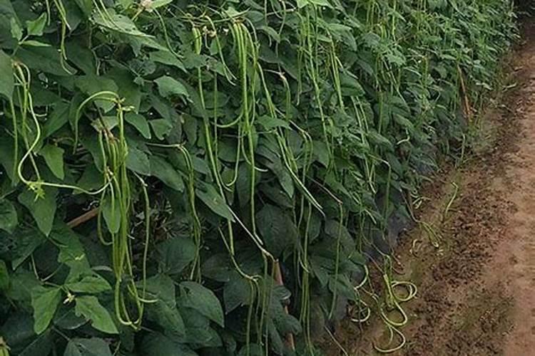 豇豆追肥用什么肥料好？