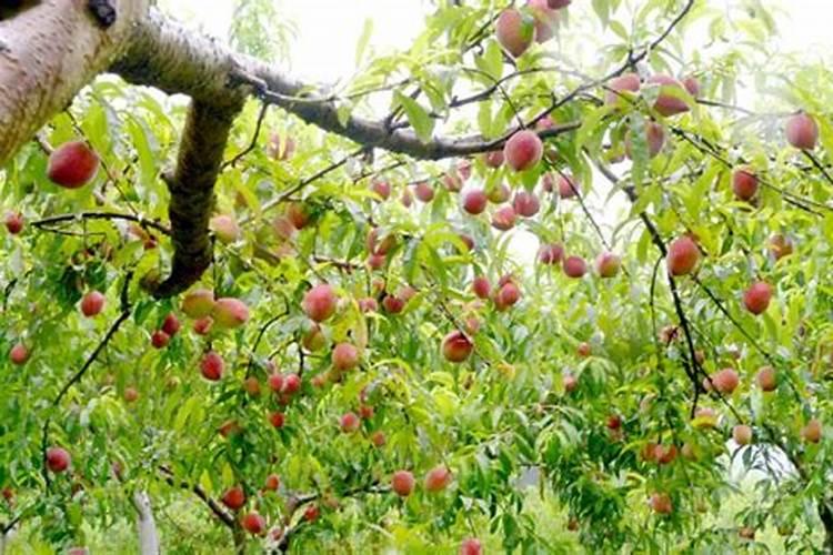 茶树能使用芸苔素吗