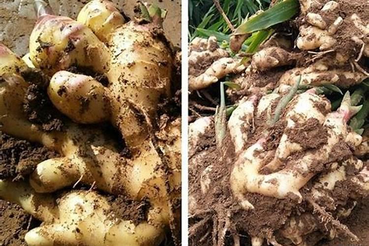 大姜用什么底肥产量高？大姜冲施什么肥长势旺？大姜用什么肥料好？