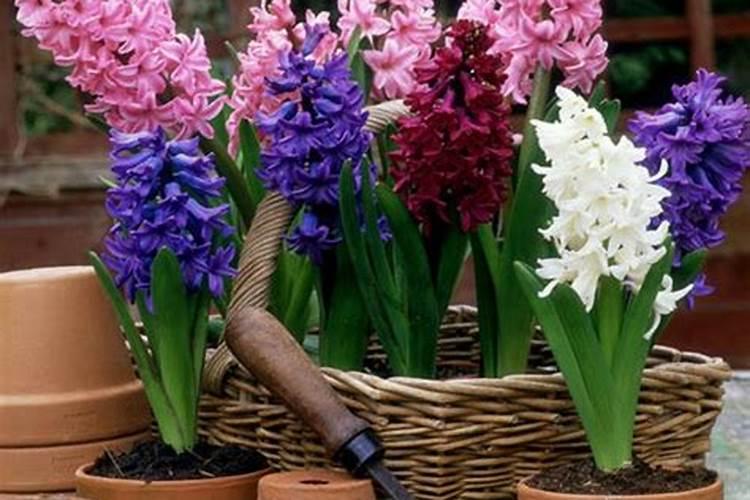 磷酸二氢钾食用百合,能叶面喷施吗？