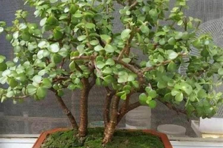 金枝玉叶施什么肥