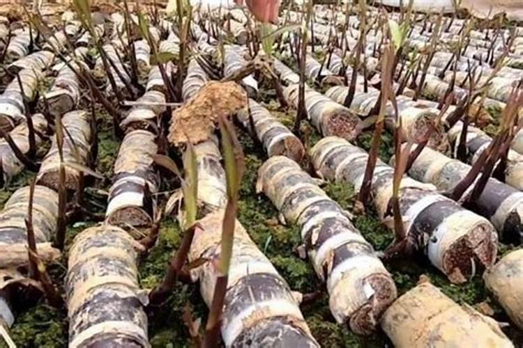 杜鹃为什么叶子枯了