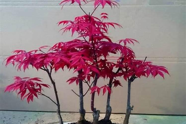 红枫最喜欢什么肥料 施肥技巧有哪些