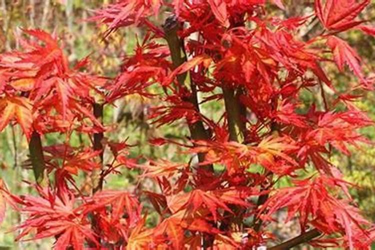 红枫最喜欢什么肥料 施肥技巧有哪些