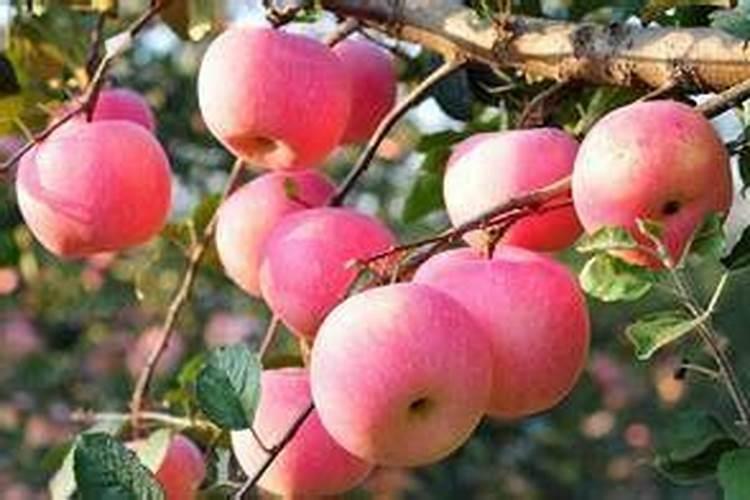 水梅花的养殖方法