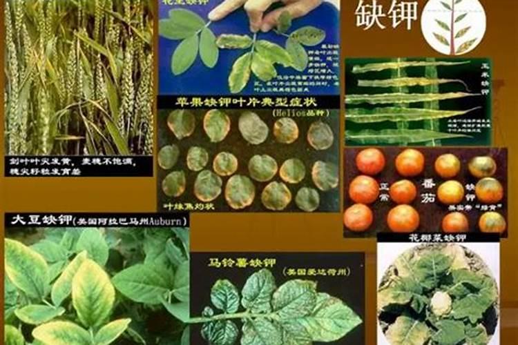 叶面肥排名榜前十名