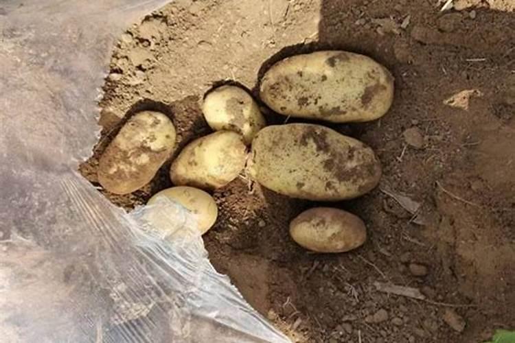 水溶肥多少一斤