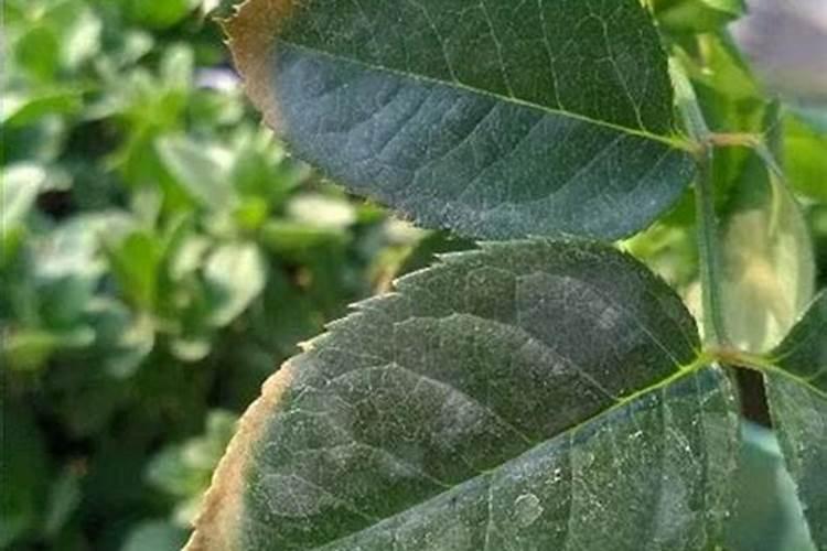 月季肥害图片(肥伤症状及处理方法)